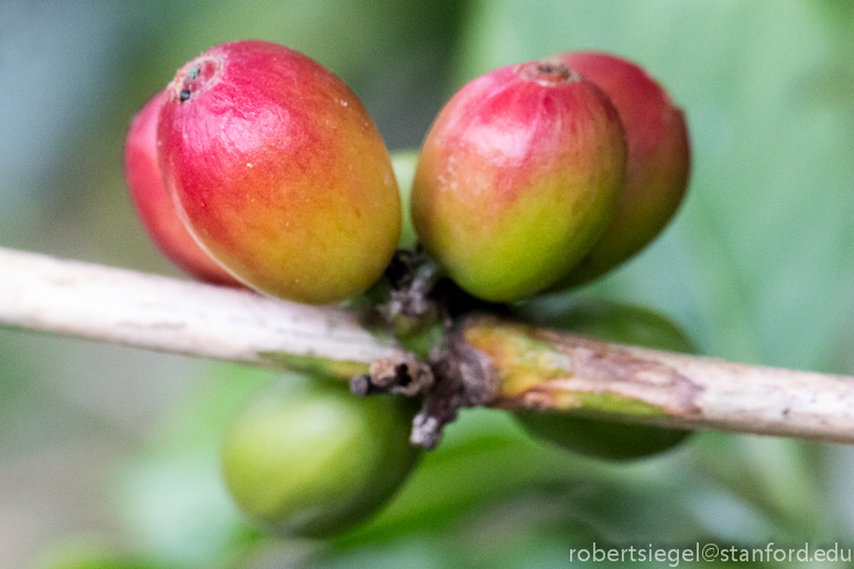 coffee beans on the plant